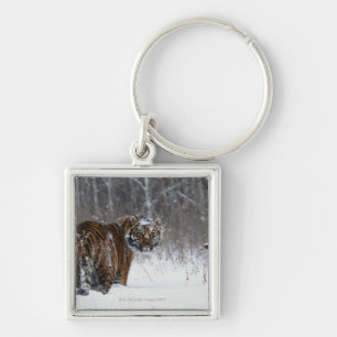 Tiger (Panthera tigris) standing in deep snow Keychain