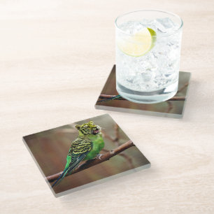 Tiger Parakeet Glass Coaster