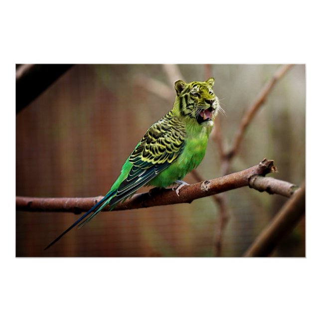 Tiger Parakeet Poster (Front)