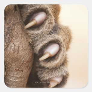 Tiger paw square sticker