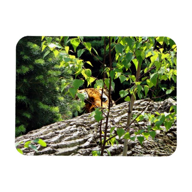 Tiger Peek-a-boo Flexible Magnet (Horizontal)