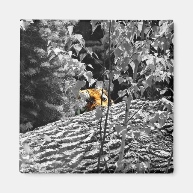 Tiger Peek-a-boo Magnet (Front)
