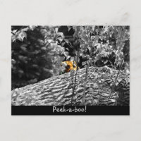 Tiger Peek-a-boo Postcard