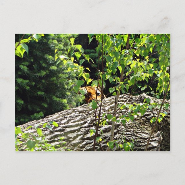 Tiger Peek-a-boo Postcard (Front)