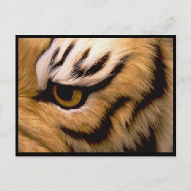 Tiger Photo Postcard (Front)