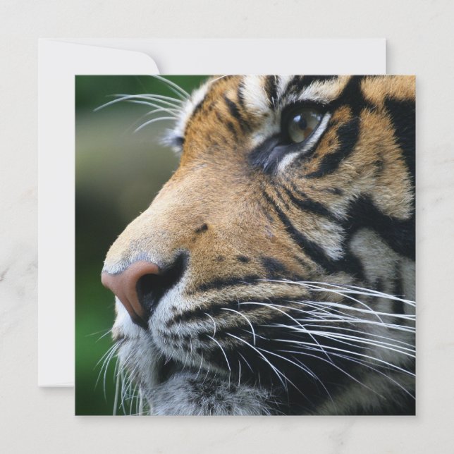 Tiger Picture Invitations (Front)