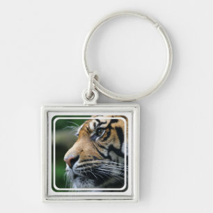 Tiger Picture Keychain