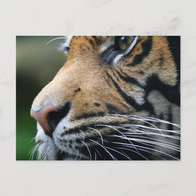 Tiger Picture Postcard (Front)