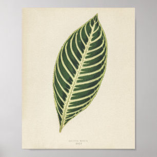 Tiger Plant (Sanchezia Nobilis) engraved  Poster