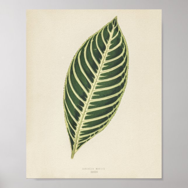 Tiger Plant (Sanchezia Nobilis) engraved  Poster (Front)