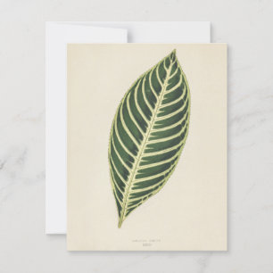 Tiger Plant (Sanchezia Nobilis) engraved Poster
