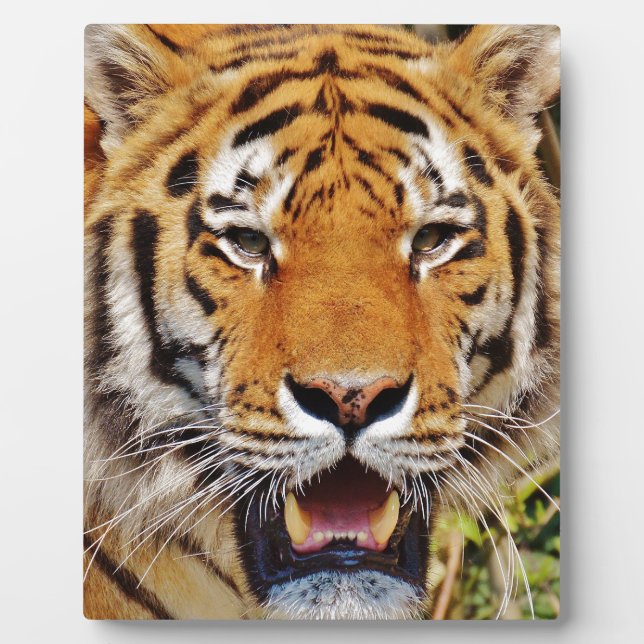 Tiger Plaque (Front)