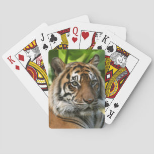 Tiger Playing Cards