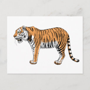 Tiger Postcard