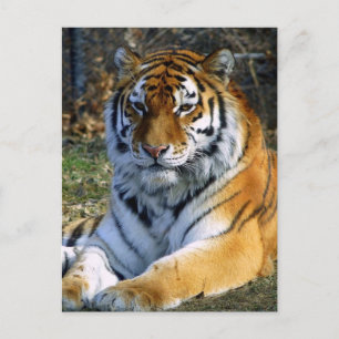 Tiger Postcard