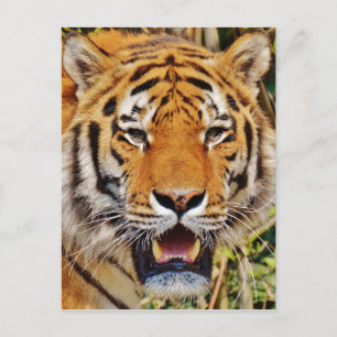 Tiger Postcard