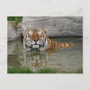 Tiger postcard