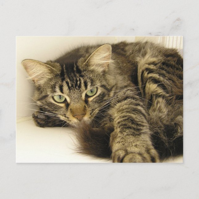 Tiger Postcard (Front)
