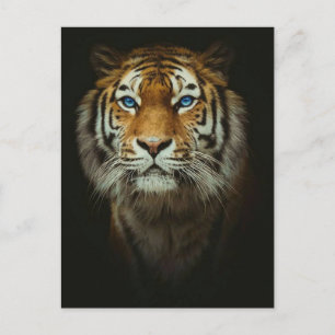 Tiger Postcard