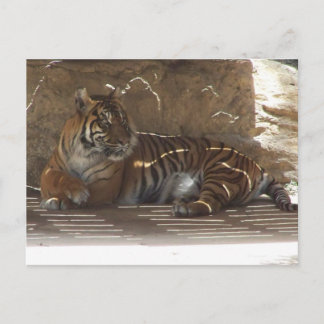 Tiger Postcard