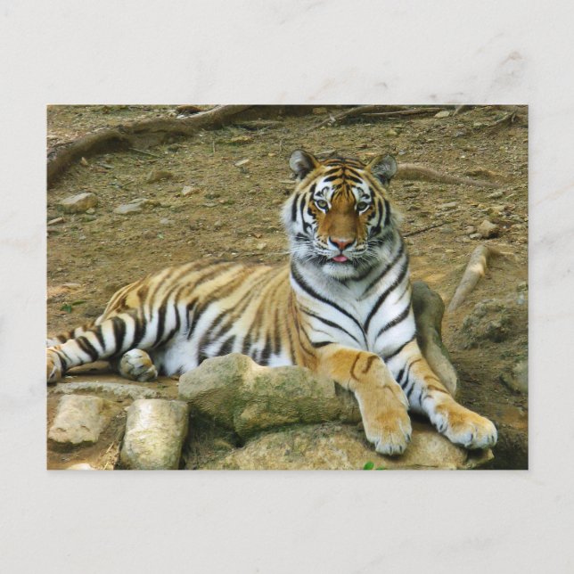 Tiger Postcard (Front)