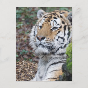 Tiger Postcard