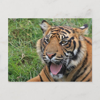 Tiger Postcard