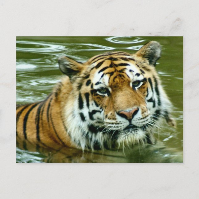 Tiger Postcard (Front)
