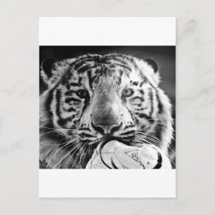 Tiger Postcard