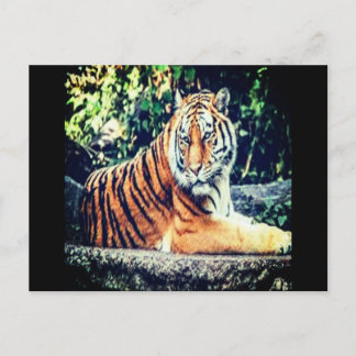 Tiger Postcard