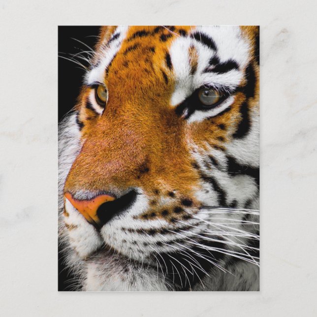 Tiger Postcard (Front)