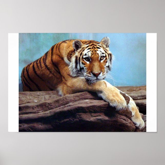 Tiger Poster (Front)