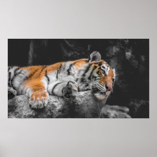 Tiger Poster