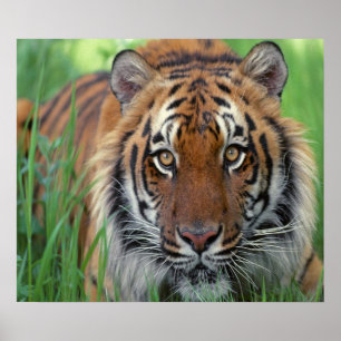Tiger Poster