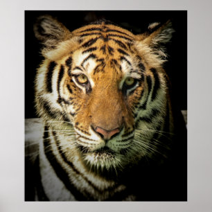tiger poster