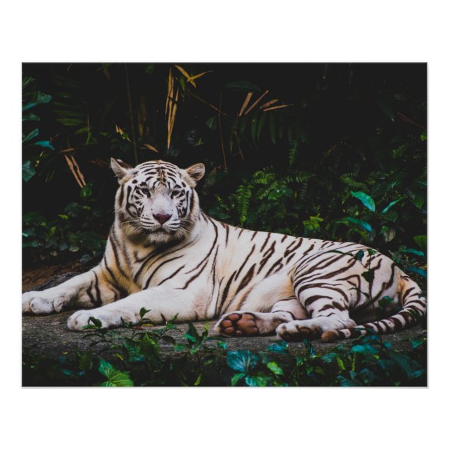 Tiger Poster (Front)