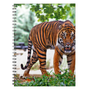 tiger print cat custom personalize Anniversaries Notebook