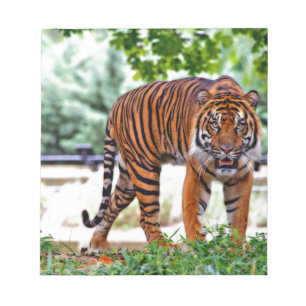 tiger print cat custom personalize Anniversaries Notepad