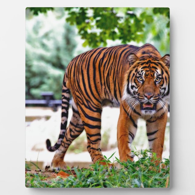 tiger print cat custom personalize Anniversaries Plaque (Front)
