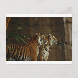 tiger print cat custom personalize Anniversaries Postcard