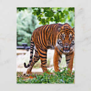 tiger print cat custom personalize Anniversaries Postcard