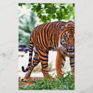 tiger print cat custom personalize Anniversaries Stationery