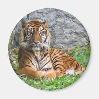 Tiger print magnet