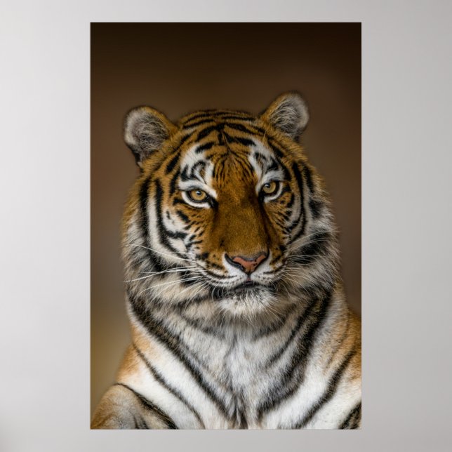 Tiger Profile Poster (Front)