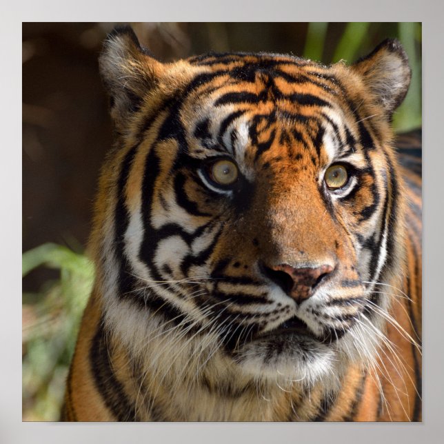 Tiger Profile Poster (Front)