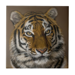 Tiger Profile Tile
