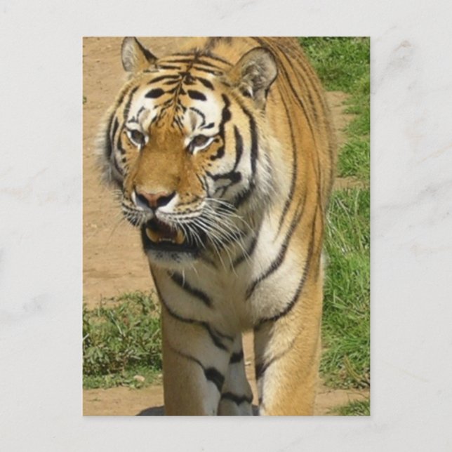 Tiger Prowl Postcards (Front)