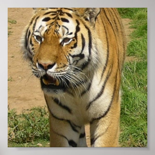 Tiger Prowl Poster (Front)