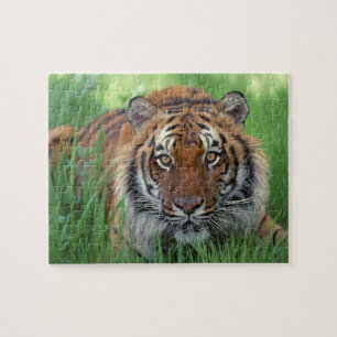 Tiger Puzzle
