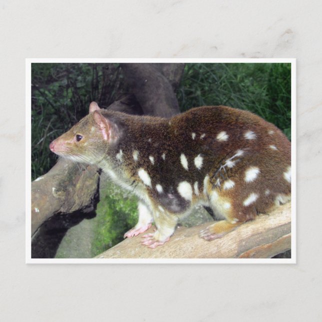 tiger quoll postcard (Front)